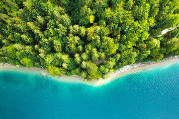 Coastline of the lake with tall coniferous trees and turquoise water, top view
