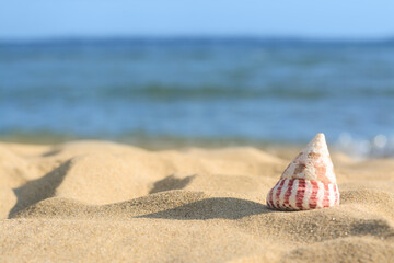 Fototapeta na wymiar Beautiful seashell on sandy beach near sea, space for text