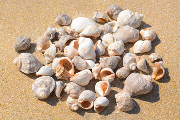 Fototapeta na wymiar Pile of beautiful sea shells on sandy beach