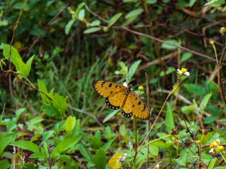 butterfly on leaf