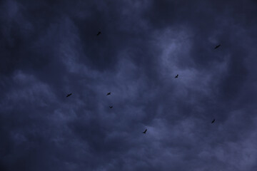 Picturesque view of birds in sky with heavy rainy clouds