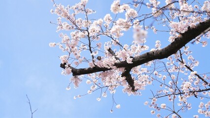 日本、桜、東京、春の風景、日本の国花、鳥