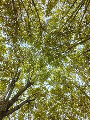 trees in the forest