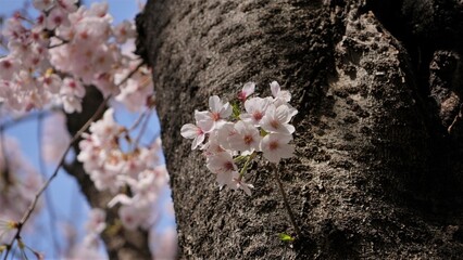 日本、桜、東京、春の風景、日本の国花
