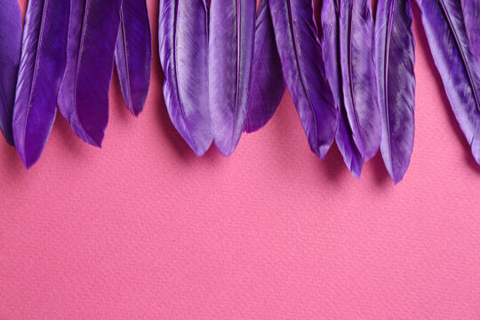 Purple feathers on pink background, flat lay. Space for text © New Africa
