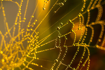 Drops of morning dew glitter on the web