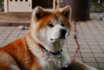 The Akita dog, Akita-ken is a historic dog breed of large size originating from the mountains of northern Japan. 