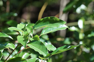クスノキ　山の中　10月