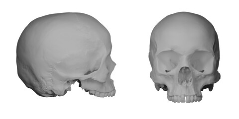 human skull