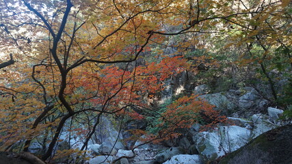autumn leaves on blue sky. autumn in the mountains. hiking in the mountains in autumn. acorn tree leaves