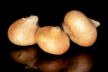 Three organic juicy unpeeled onions, close-up, on a black background.