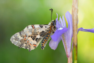 Macro shots, Beautiful nature scene. Closeup beautiful butterfly and caterpillar  sitting on the flower in a summer garden.