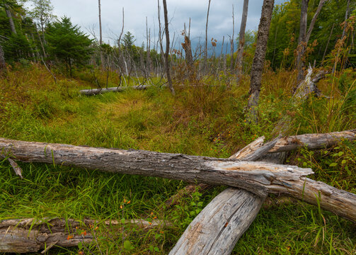Early fall bog in Maine
