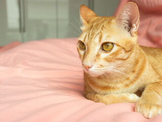 Orange cat looking to the camera on the pink bed in the bedroon