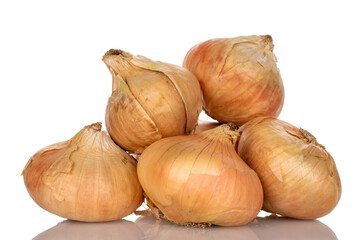 Several organic juicy unpeeled onions, close-up, on a white background.