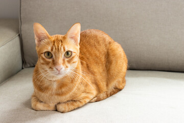 Fototapeta na wymiar Orange cat looking to the camera on the gray sofa