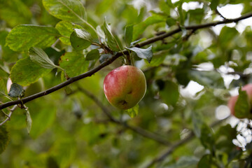 Organic apple higing on the branch of an apple tree, eco products