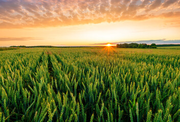 Scenic view at beautiful summer sunset in a wheaten shiny field with golden wheat and sun rays, deep blue cloudy sky and road, rows leading far away, valley landscape