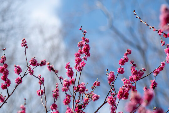 梅の花と雪 の画像 6 373 件の Stock 写真 ベクターおよびビデオ Adobe Stock