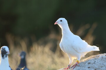 Fototapeta premium a white pigeon on the rock on backlight