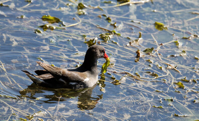 A male common moorhen feeding at the Lake Seyhan. Common moorhen (Gallinula chloropus), also known...