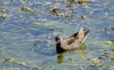 A female common moorhen feeding at the Lake Seyhan. Common moorhen (Gallinula chloropus), also known as the waterhen or swamp chicken, is a bird species in the rail family (Rallidae)