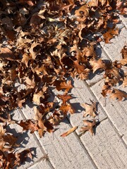 autumn leaves on the ground