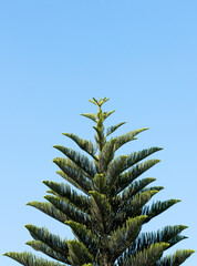 Top branches of an Araucaria tree