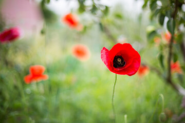 Naklejka premium Poppy flower in the garden