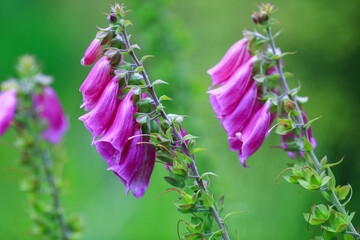 Medical plant Foxglove ( Digitalis Purpurea)