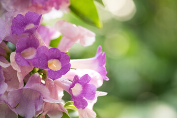 Fototapeta na wymiar Mansoa alliacea flowers on nature background.