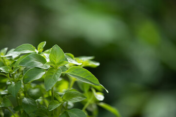 Fototapeta na wymiar Lemon basil trees on nature background.