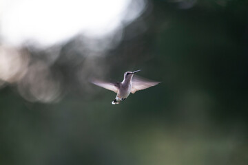 Light and flight - ruby throated hummingbird