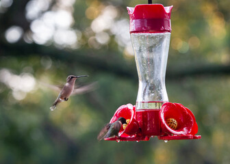 Obraz premium Hummingbirds and feeder with bokeh