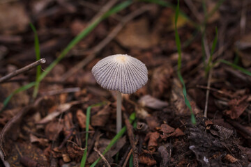 Soft focused shot of tiny forest mushroom on dry autumn leaves and grass background. Fall wild nature, close up
