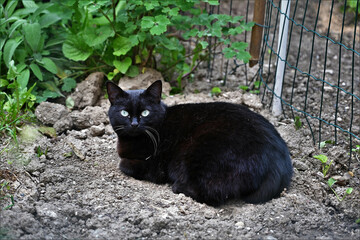 Black Cat, czarny kot