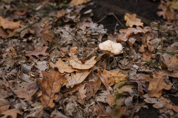 Beautiful champignon mushroom in autumn forest among dry leaves. Seasonal mushrooms hunting, fall nature, closeup shot