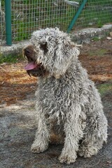 Lagotto Romagnolo Dog