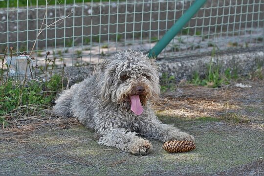 Lagotto Romagnolo Dog