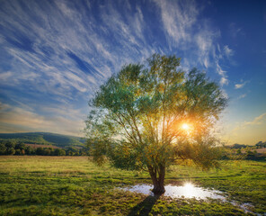 Beautiful tree in a meadow at sunset