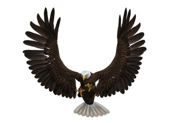 Bald Eagle with wings spread. 3d illustration isolated on transparent background.
