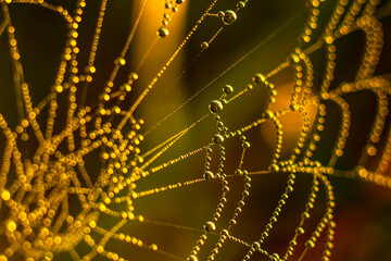 Dew drops glisten on backlit cobwebs