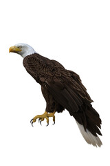 Bald Eagle perched. 3d illustration isolated on transparent background.