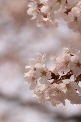 桜・満開 桜の開花イメージ