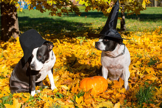 dogs in witch hats with a pumpkin on a background of yellow leaves. Halloween Celebration