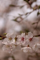 桜・満開 桜の開花イメージ