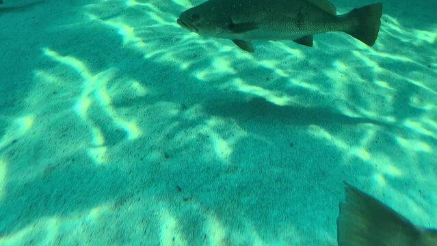Close view of a giant dusky kob fish underwater at the bottom of the sea sand