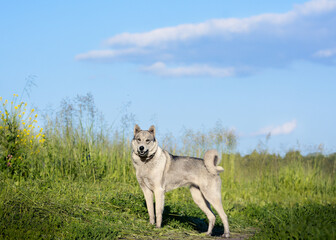 the east siberian laika stands against the background of beautiful nature in summer.