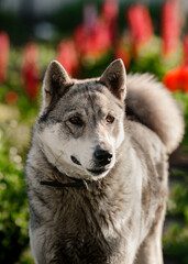Portrait of a gray east siberian laika dog breed on red flowers background 