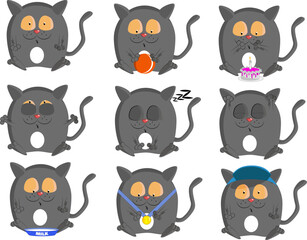 gray cat in different poses this is pack kitten